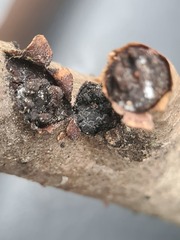 Biscogniauxia repanda