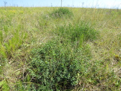 Chamaecytisus skrobiszewskii