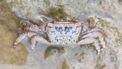 Metopograpsus thukuhar