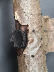 Biscogniauxia repanda