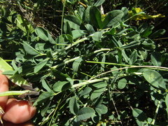 Chamaecytisus skrobiszewskii