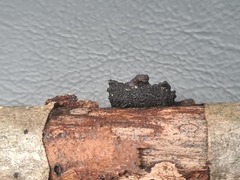 Biscogniauxia repanda