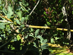 Chamaecytisus skrobiszewskii