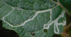 Phytomyza lappae