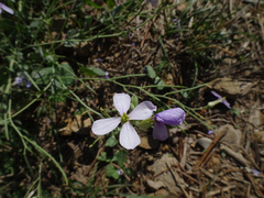 Moricandia arvensis