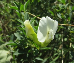Chamaecytisus skrobiszewskii