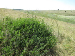 Chamaecytisus skrobiszewskii