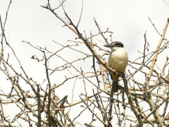 Todiramphus sanctus vagans