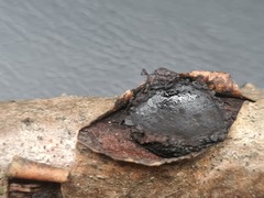 Biscogniauxia repanda