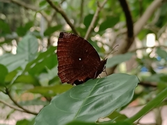 Elymnias hypermnestra beatrice