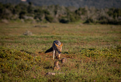 Lupulella mesomelas mesomelas