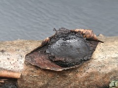 Biscogniauxia repanda