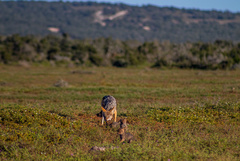 Lupulella mesomelas mesomelas