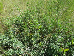 Chamaecytisus skrobiszewskii