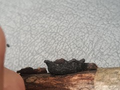 Biscogniauxia repanda