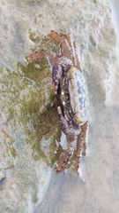 Metopograpsus thukuhar