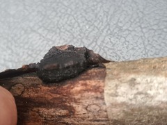 Biscogniauxia repanda