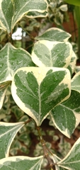 Ficus triangularis