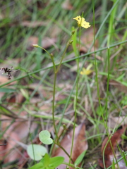 Nymphoides exiliflora