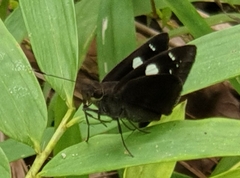 Notocrypta curvifascia