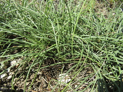 Plantago maritima