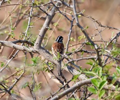 Emberiza flaviventris