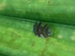 Lophopinae