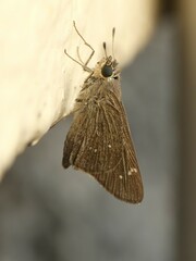 Torbenlarsenia gemella