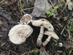 Lepiota brunneoincarnata