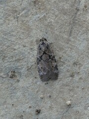 Lepidoptera
