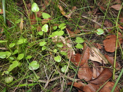 Nymphoides exiliflora