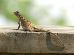 Agama kirkii