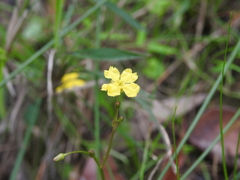 Nymphoides exiliflora