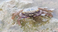 Metopograpsus thukuhar
