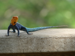 Agama kirkii