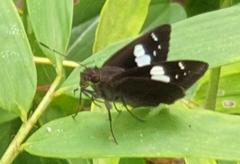 Notocrypta curvifascia