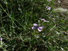Moricandia arvensis