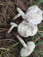 Chamaemyces fracidus