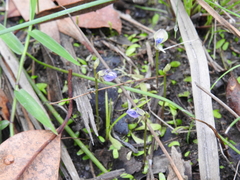 Utricularia uliginosa
