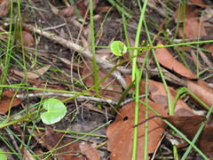 Nymphoides exiliflora