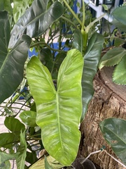 Philodendron erubescens