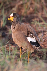 Vanellus senegallus