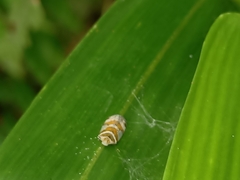 Lophopinae