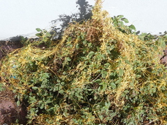 Cuscuta lupuliformis