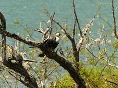 Microcarbo melanoleucos brevirostris