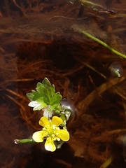 Ranunculus amphitrichus