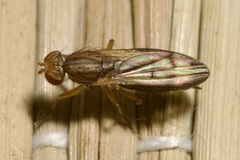 Opomyza germinationis