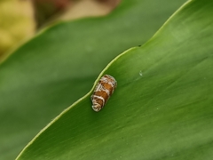 Lophopinae