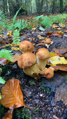 Gymnopilus ventricosus