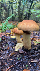 Gymnopilus ventricosus